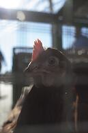 Appart Hotel Eugenie