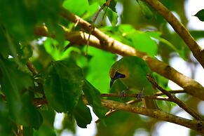 Explorer by Eco Team- Gal Oya National Park