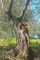 Agriturismo Il Pintello