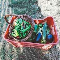 Agriturismo Il Pintello