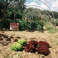 Agriturismo Il Pintello