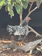 Swan Lake Resort Rentals