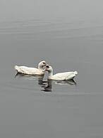 Swan Lake Resort Rentals