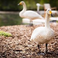 Swan Lake Resort Rentals