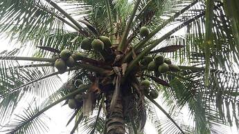 Coconut Homestay