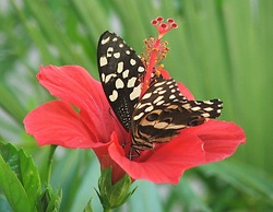 Bomani Beach Bungalows