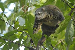 Tangkoko Sanctuary Villa & Spa