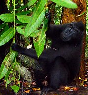 Tangkoko Sanctuary Villa & Spa