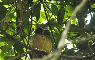 Tangkoko Sanctuary Villa & Spa