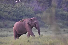 Explorer by Eco Team - Maduru Oya National Park