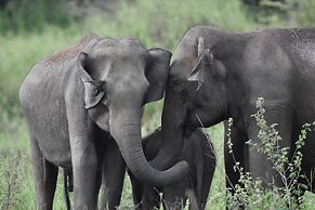 Explorer by Eco Team - Maduru Oya National Park