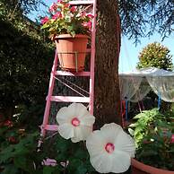 B&B Il Cedro