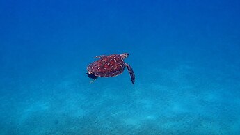 Vivere Azure
