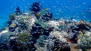 Vivere Azure