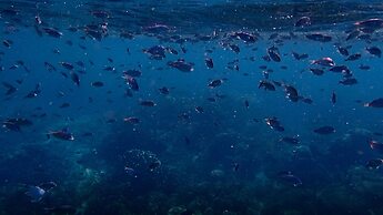 Vivere Azure