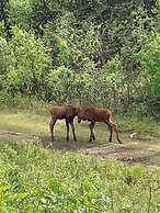 Arctic Dragonfly Inn
