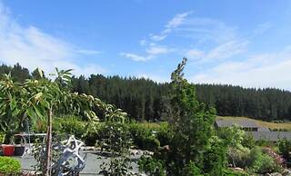 Redwood Valley B & B