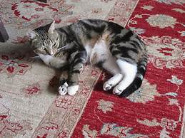 Redwood Valley B & B