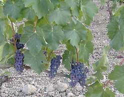 Agriturismo Bio Il Torrione