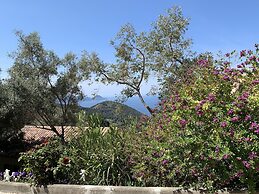Les Asphodèles