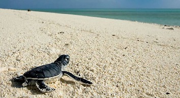 Good Karma Ayurvedic Resort