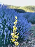 Aliya Konak - Köy Evi ve Lezzetleri