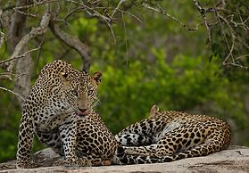 Naturehawks Safari Villa Yala