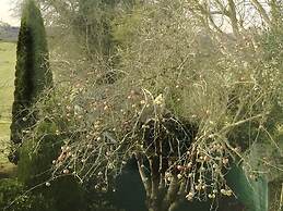 Laurels