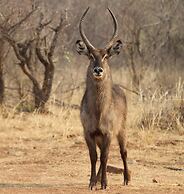 Inzalo Safari Lodge