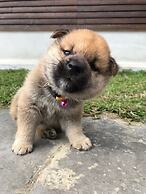 Syuan Ding Ben Er Gu