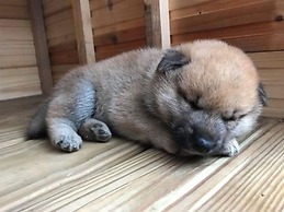 Syuan Ding Ben Er Gu