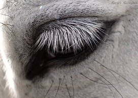 Hôtel Mas le Sauvageon