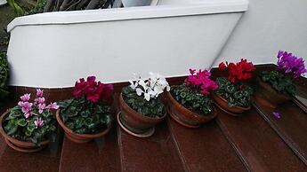 Villa Mary - Apartments