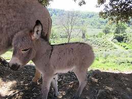 Agriturismo Fratelli Angelucci