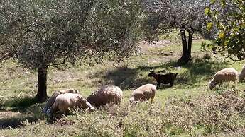 Agriturismo Fratelli Angelucci