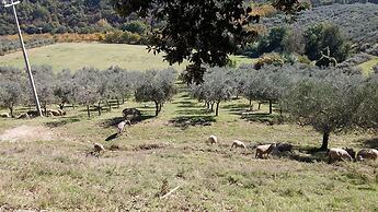 Agriturismo Fratelli Angelucci