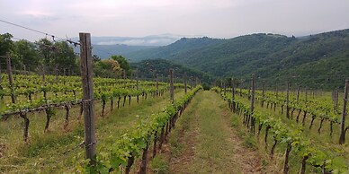 Azienda Agricola di Fietri