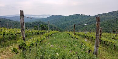 Azienda Agricola di Fietri