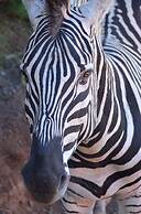 Little Switzerland Resort