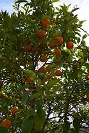 Aelia Sea View Studios