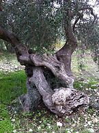 Hotel Rocca sul Mare