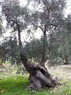 Hotel Rocca sul Mare