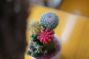 Sunny Trang An Homestay