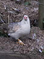 Agriturismo La Vecchia Chioderia