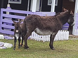 Agriturismo La Vecchia Chioderia