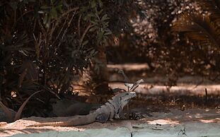 Blue Holbox Beach Front