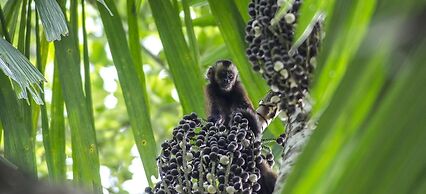 Tambopata Ecolodge