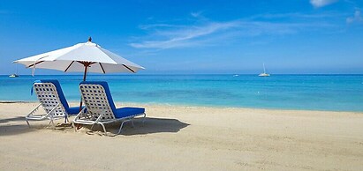 Old Trees 3 - Condo Halcyon