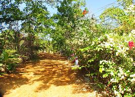 Jah Freedom Inn Negril