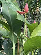 Jah Freedom Inn Negril